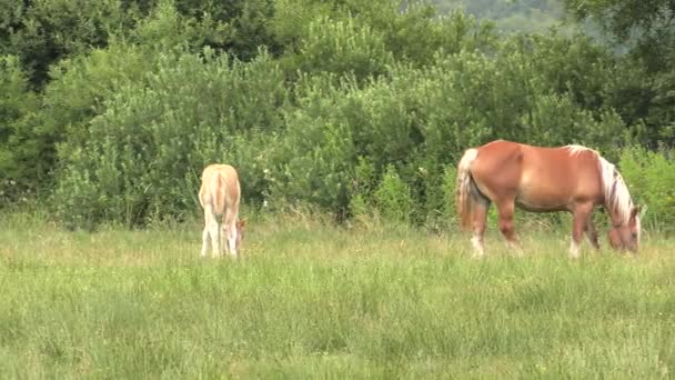 几匹马在草地上吃草 他们吃草 背陆基上的树木和灌木 Uhd Pppaninga — 图库视频影像