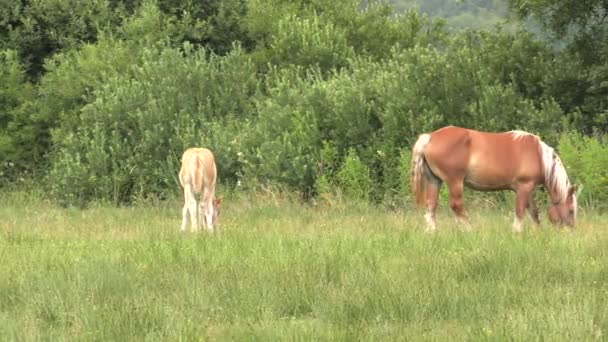Plusieurs chevaux paissent sur une prairie. Ils mangent de l'herbe. Arbres et arbustes en arrière.4K, UHD, 50p, 60p, Panoramique, Gros plan , 