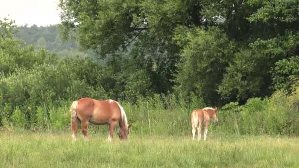 Plusieurs chevaux paissent sur une prairie. Ils mangent de l'herbe. Arbres et arbustes en arrière.4K, UHD, 50p, 60p, Panoramique, Gros plan , 