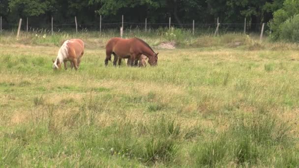 Diversi Cavalli Pascolano Prato Mangiano Erba Alberi Arbusti Sullo Sfondo — Video Stock
