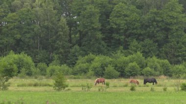 Birkaç at bir çayır üzerinde otlatmak. Onlar ot yer. Ağaçlar ve çalılar background.4k, Uhd, içinde 50p, 60p, kaydırma, portre, 