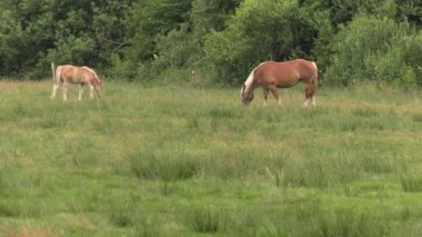 Birkaç at bir çayır üzerinde otlatmak. Onlar ot yer. Ağaçlar ve çalılar background.4k, Uhd, içinde 50p, 60p, kaydırma, portre, 