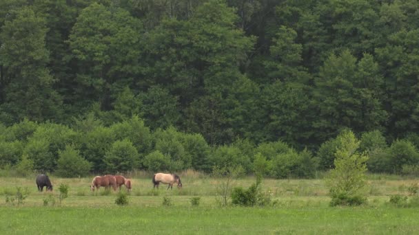 Several Horses Graze Meadow Eat Grass Trees Shrubs Background Uhd — Stock Video