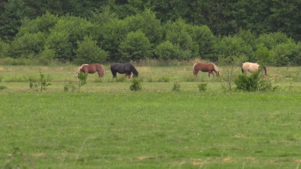 Mehrere Pferde Grasen Auf Einer Weide Sie Fressen Gras Bäume — Stockvideo