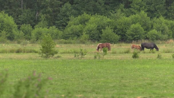 Кілька Коней Випасаються Лузі Вони Їдять Траву Дерева Чагарники Задньому — стокове відео