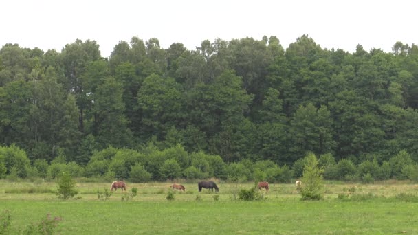 Vários Cavalos Pastam Prado Eles Comem Erva Árvores Arbustos Fundo — Vídeo de Stock