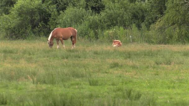 Several Horses Graze Meadow Eat Grass Trees Shrubs Background Uhd — Stock Video