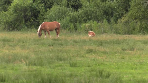 Plusieurs chevaux paissent sur une prairie. Ils mangent de l'herbe. Arbres et arbustes en arrière.4K, UHD, 50p, 60p, Panoramique, Gros plan , 