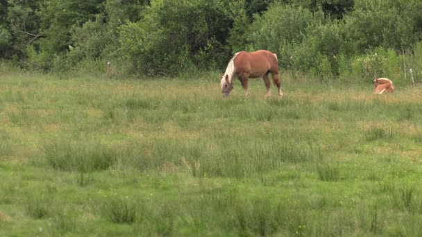 Plusieurs chevaux paissent sur une prairie. Ils mangent de l'herbe. Arbres et arbustes en arrière.4K, UHD, 50p, 60p, Panoramique, Gros plan , 
