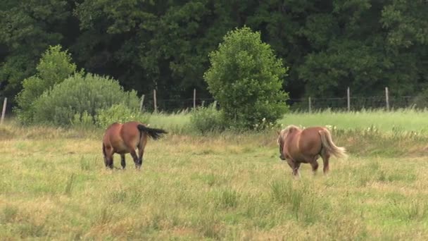 Plusieurs chevaux paissent sur une prairie. Ils mangent de l'herbe. Arbres et arbustes en arrière.4K, UHD, 50p, 60p, Panoramique, Gros plan , 