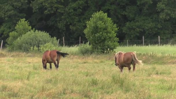 Varios Caballos Pastan Prado Comen Hierba Árboles Arbustos Fondo Uhd — Vídeo de stock