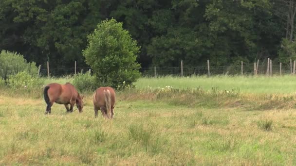 Plusieurs chevaux paissent sur une prairie. Ils mangent de l'herbe. Arbres et arbustes en arrière.4K, UHD, 50p, 60p, Panoramique, Gros plan , 