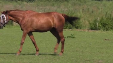 At üstünde belgili tanımlık catwalk. 4k, Uhd, 50p, kaydırma, geniş açı,