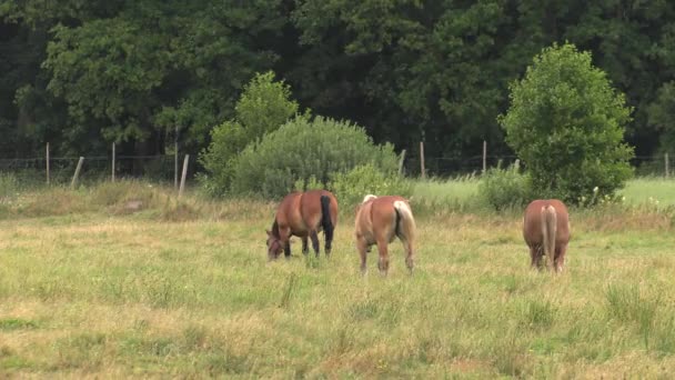 Plusieurs chevaux paissent sur une prairie. Ils mangent de l'herbe. Arbres et arbustes en arrière.4K, UHD, 50p, 60p, Panoramique, Gros plan , 