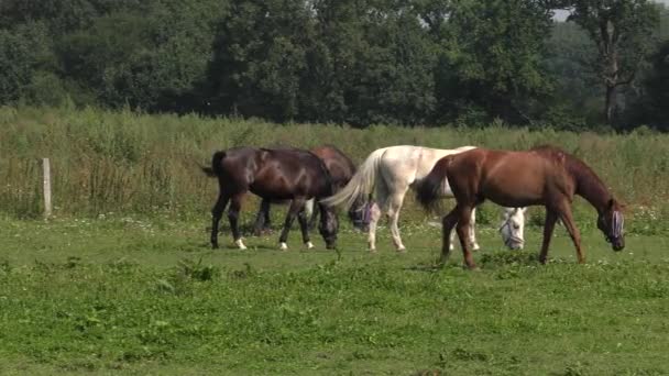 Plusieurs chevaux paissent sur une prairie. Ils mangent de l'herbe. Arbres et arbustes en arrière.4K, UHD, 50p, 60p, Panoramique, Gros plan , 