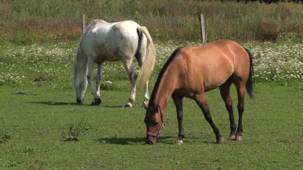 Several Horses Graze Meadow Eat Grass Trees Shrubs Background Uhd — Stock Video