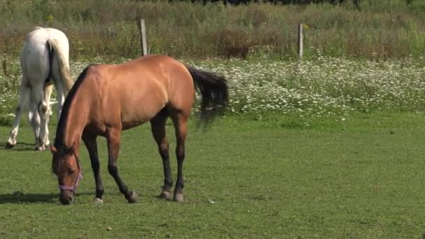 Vários Cavalos Pastam Prado Eles Comem Erva Árvores Arbustos Fundo — Vídeo de Stock