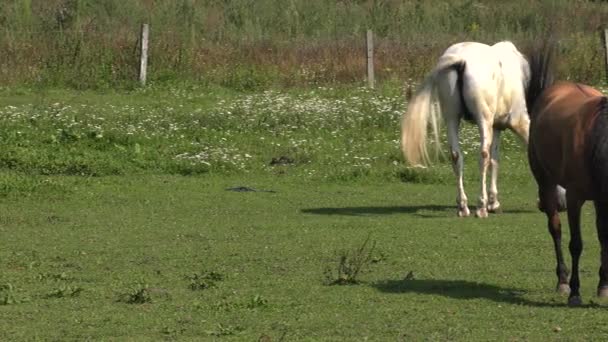 Häst Catwalken Uhd 50P Panorering Vidvinkel — Stockvideo