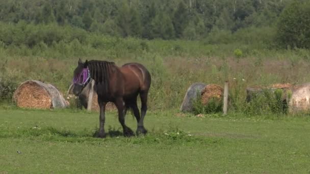 Koń Wybiegu Uhd 50P Panoramowanie Szeroki Kąt — Wideo stockowe