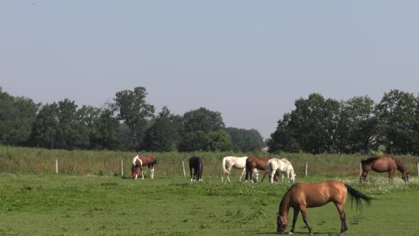 Cavalo Passarela Uhd 50P Panning Ângulo Largo — Vídeo de Stock