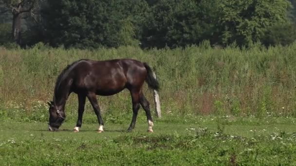 Paard Catwalk Uhd 50P Pannen Groothoek — Stockvideo