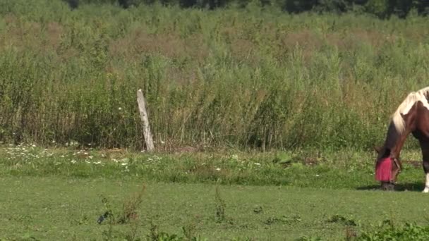 Cavallo Passerella Uhd 50P Panning Grandangolo — Video Stock