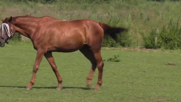 Cavalo Passarela Uhd 50P Panning Ângulo Largo — Vídeo de Stock