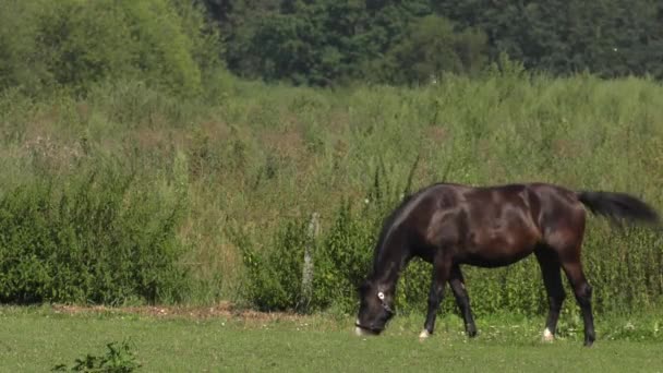 Paard Catwalk Uhd 50P Pannen Groothoek — Stockvideo