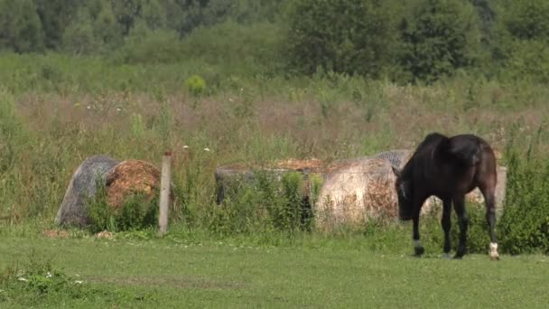 Άλογο Στην Πασαρέλα Uhd 50P Panning Ευρεία Γωνία — Αρχείο Βίντεο