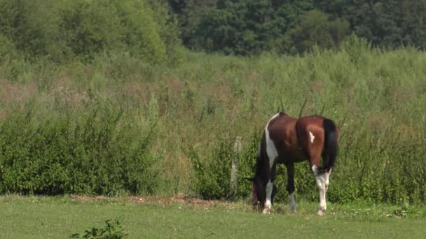 Cheval sur la passerelle. 4K, UHD, 50p, Panoramique, Grand Angle ,