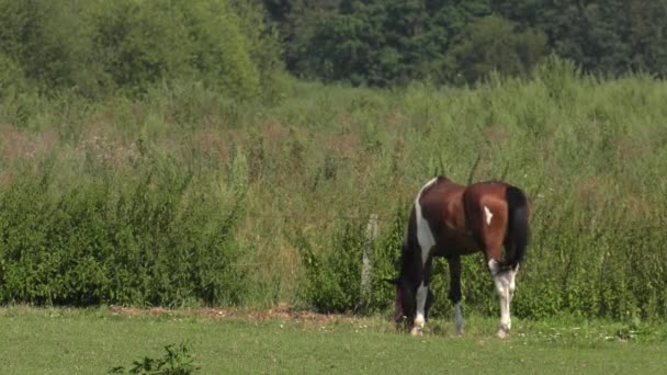 Cavalo Passarela Uhd 50P Panning Ângulo Largo — Vídeo de Stock