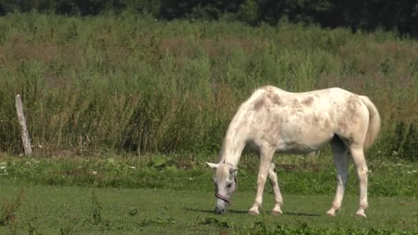 Cavalo Passarela Uhd 50P Panning Ângulo Largo — Vídeo de Stock