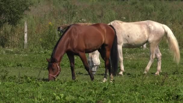 Cavalo Passarela Uhd 50P Panning Ângulo Largo — Vídeo de Stock