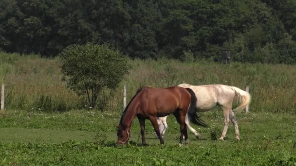 キャットウォークの馬 Uhd 広角パン — ストック動画