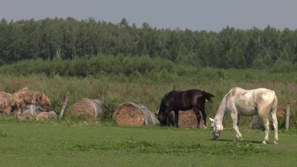 Koń Wybiegu Uhd 50P Panoramowanie Szeroki Kąt — Wideo stockowe