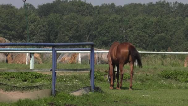 Cheval sur la passerelle. 4K, UHD, 50p, Panoramique, Grand Angle ,