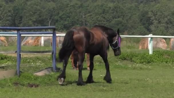 Pferd Auf Dem Laufsteg Uhd 50P Schwenken Weitwinkel — Stockvideo