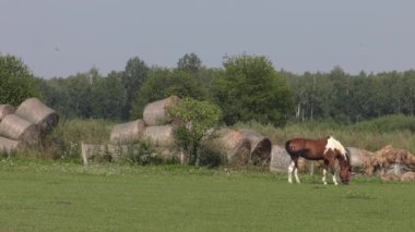 Atları bir çayırda otlatmak. Onlar ot yer. 4k, Uhd, 50p, 60p, kaydırma, portre.