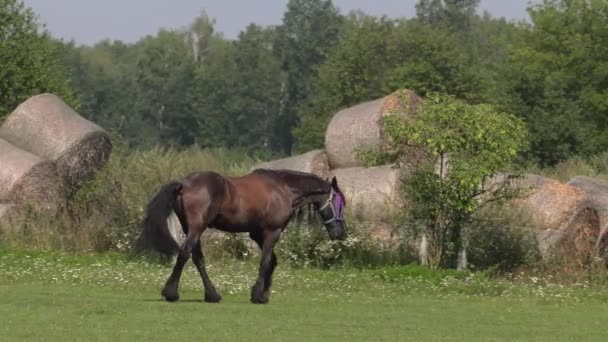 Cheval sur la passerelle. 4K, UHD, 50p, Panoramique, Grand Angle ,