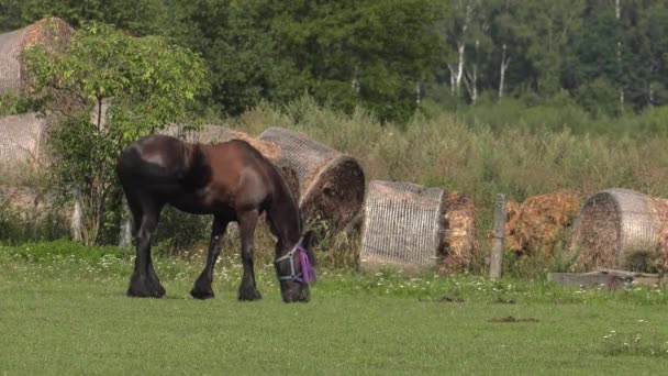 キャットウォークの馬 Uhd 広角パン — ストック動画