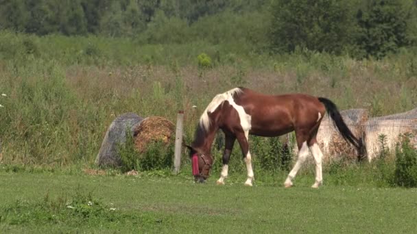 Лошадь Подиуме Uhd 50P Panning Wide Angle — стоковое видео