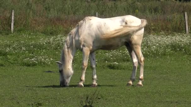 Caballo Pasarela Uhd 50P Panorámica Amplio Ángulo — Vídeos de Stock