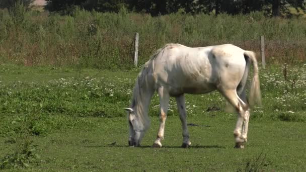 Plusieurs chevaux paissent sur une prairie. Ils mangent de l'herbe. Arbres et arbustes en arrière.4K, UHD, 50p, 60p, Panoramique, Gros plan , 