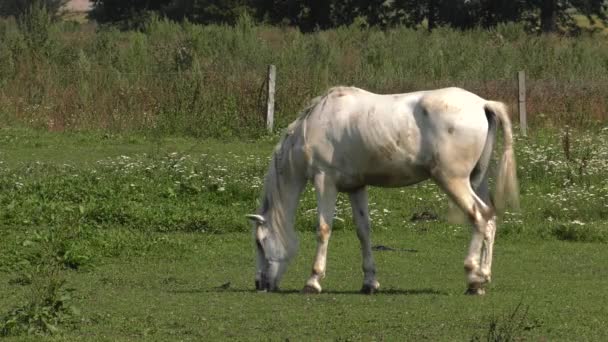 Varios Caballos Pastan Prado Comen Hierba Árboles Arbustos Fondo Uhd — Vídeos de Stock