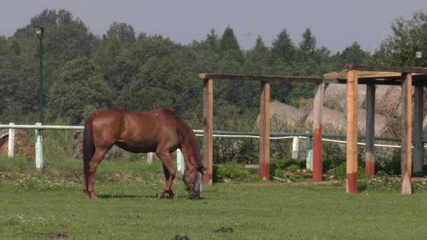 Plusieurs chevaux paissent sur une prairie. Ils mangent de l'herbe. Arbres et arbustes en arrière.4K, UHD, 50p, 60p, Panoramique, Gros plan , 