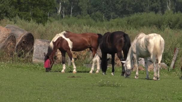 Vários Cavalos Pastam Prado Eles Comem Erva Árvores Arbustos Fundo — Vídeo de Stock