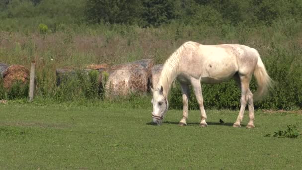 Plusieurs chevaux paissent sur une prairie. Ils mangent de l'herbe. Arbres et arbustes en arrière.4K, UHD, 50p, 60p, Panoramique, Gros plan , 