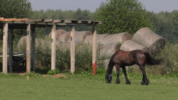 Plusieurs chevaux paissent sur une prairie. Ils mangent de l'herbe. Arbres et arbustes en arrière.4K, UHD, 50p, 60p, Panoramique, Gros plan , 