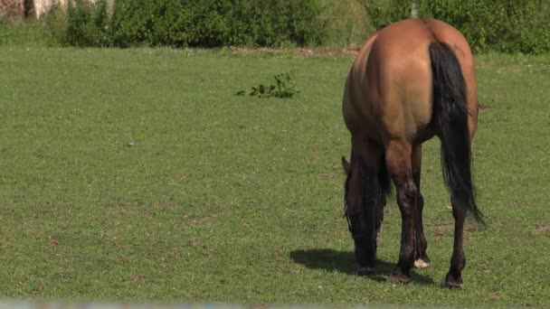 Plusieurs chevaux paissent sur une prairie. Ils mangent de l'herbe. Arbres et arbustes en arrière.4K, UHD, 50p, 60p, Panoramique, Gros plan , 
