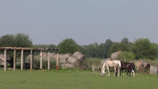 Cavalo Branco Passarela Uhd 50P Panning Ângulo Largo — Vídeo de Stock